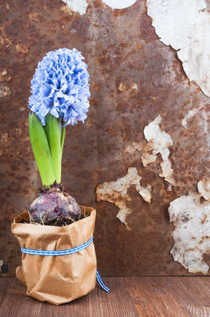 Hyacinth against old rusty iron background