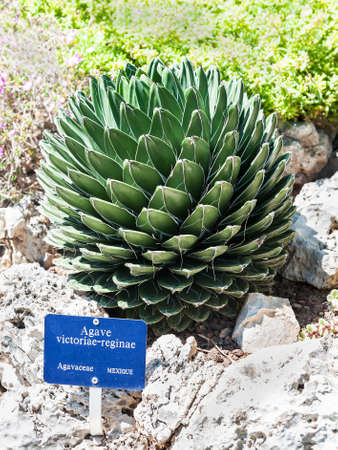 Queen Victoria s agave in the park of exotic plants in Monacoの写真素材