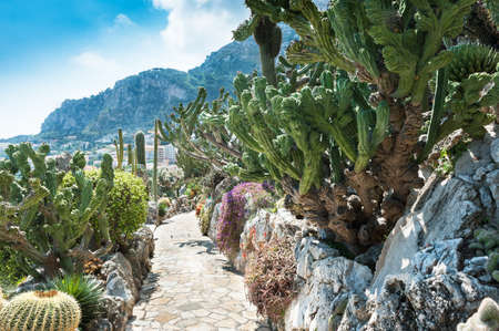 Fragment of a garden of cacti and succulents in Monaco  Jardin Exotique de Monaco の写真素材