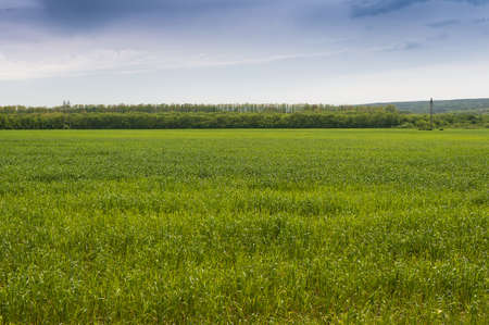 Green wheat field on a background cloudy sky