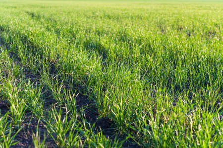 Green grass abstract texture backgroundの写真素材