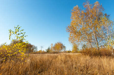 Autumn landscape with birch trees, blue sky and withered grassの写真素材