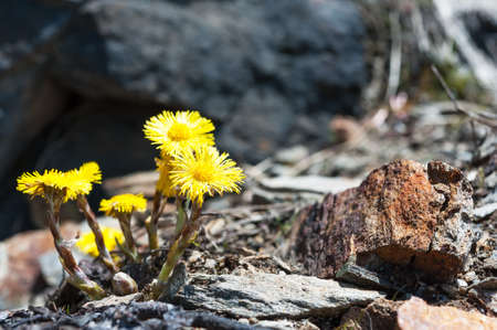 Spring flower coltsfoot on a background of stonesの写真素材
