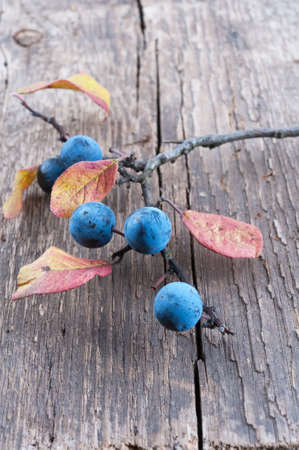 Branch sloe berry on a old textured wooden backgroundの写真素材