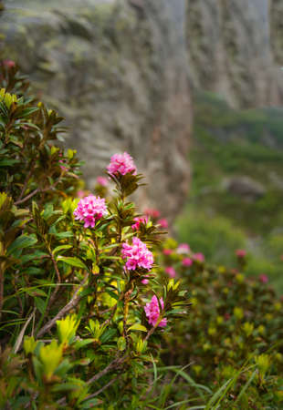 Wild rhododendron blooming alpineの写真素材