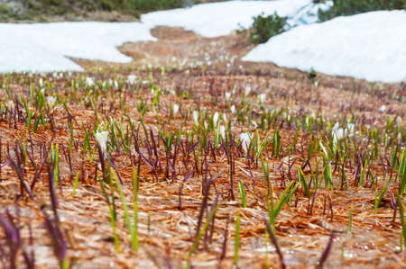 Wild spring crocuses on the Simplon Pass, Italyの写真素材