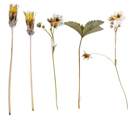 Set of wild flowers pressed, isolated on whiteの写真素材