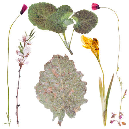 Set of wild flowers pressed, isolated on white