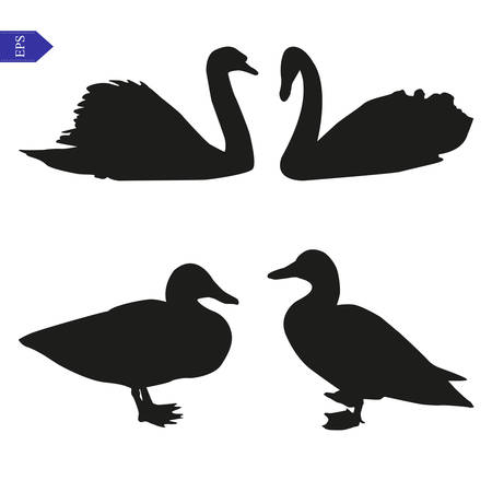 Set of vector silhouettes of swans and ducksのイラスト素材