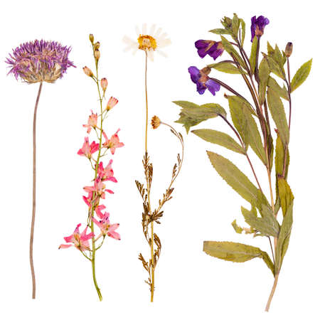 Set of wild dry flowers pressed, isolatedの写真素材