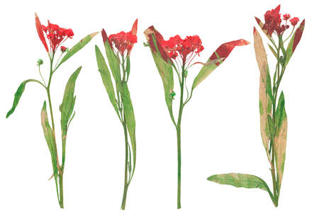 Set of wild dry flat pressed flowers, isolatedの写真素材