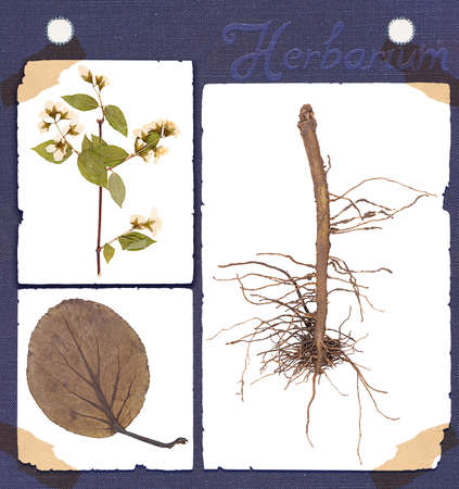 Herbarium set constituent parts of the plant: root, leaf, twig, flower isolatedの写真素材