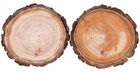 Round cut down tree with annual rings texture backgroundの写真素材