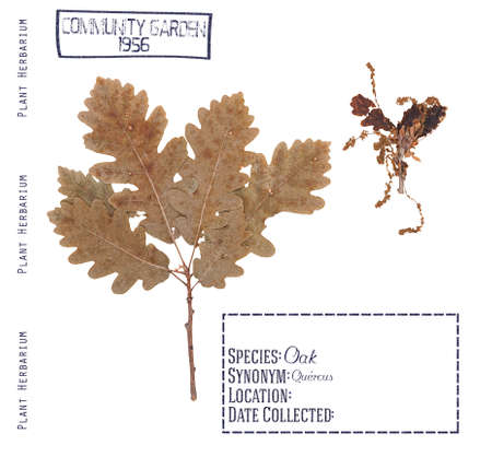 Herbarium pressed branche, leave and flower tree oak isolated on white