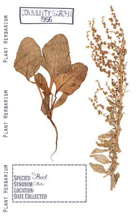 Herbarium of pressed parts of the plant beet. Stem, leaves, root and flowers isolated on white