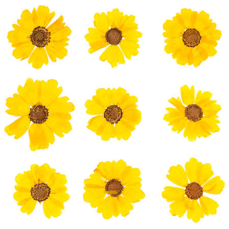 Set heads of dried pressed yellow flowers isolated