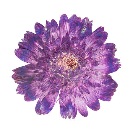Pressed flower head purple gerbera isolatedの写真素材