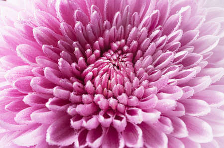 Macro background texture flower chrysanthemum closeupの写真素材