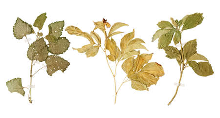 Set of herbarium wild dry pressed flowers and leaves, isolatedの写真素材