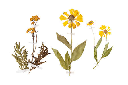 Set of herbarium wild dry pressed flowers and leaves, isolatedの写真素材