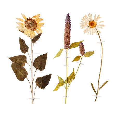 Set of herbarium wild dry pressed flowers and leaves, isolatedの写真素材
