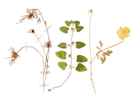 Set of herbarium wild dry pressed flowers and leaves, isolatedの写真素材