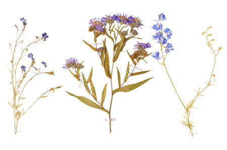 Set of herbarium wild dry pressed flowers and leaves, isolatedの写真素材