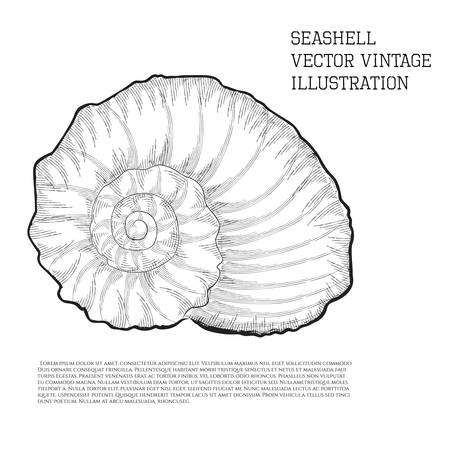 Seashell. Vector vintage illustration stylized as hand-drawn sketch graphic with hatching on a whiteのイラスト素材