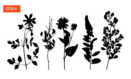 Set black silhouettes of wild flowers and leaves vector illustrationのイラスト素材