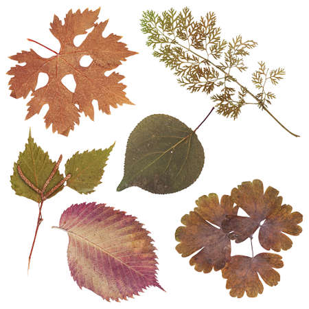 Set of herbarium wild dry pressed flowers and leaves, isolated