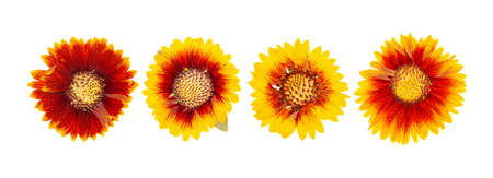 Set heads of dried pressed pink flowers isolatedの写真素材