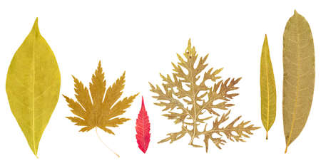 Set of dry pressed leaves of various shapes of different flower and trees isolated on whiteの写真素材