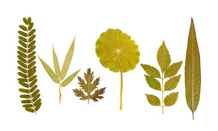 Set of dry pressed leaves of various shapes of different flower and trees isolated on whiteの写真素材
