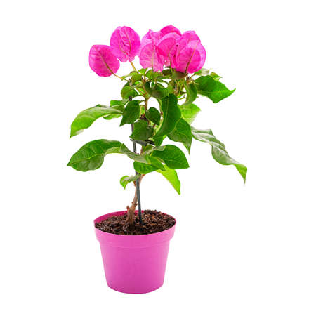 Flowering bougainvillea plant in a pink pot isolatedの写真素材