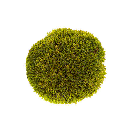 Tussock green moss isolated top view. Silvergreen bryum mossの写真素材