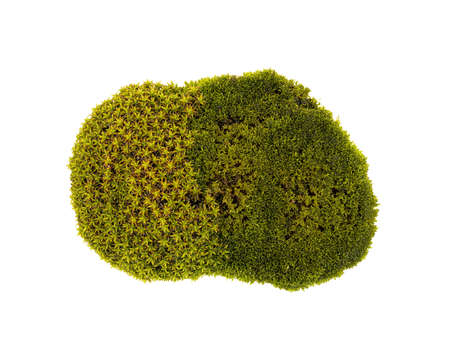 Tussock green moss isolated top view. Silvergreen bryum mossの写真素材