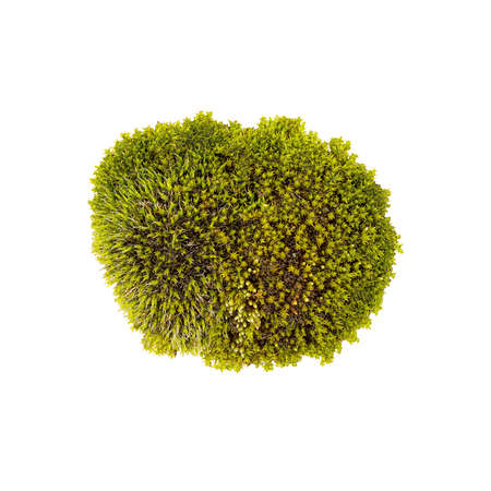 Tussock green moss isolated top view. Silvergreen bryum mossの写真素材