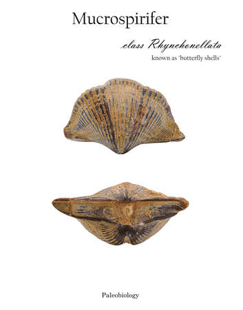 Fossil Mucrospirifer clam shell isolated top and side view isolated on whiteの写真素材