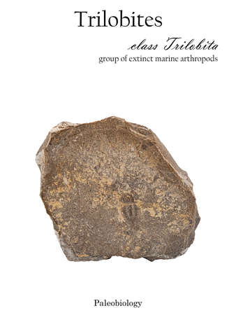Imprint fossilized animal trilobite in stone isolated on whiteの写真素材