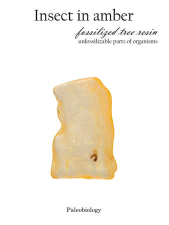 Petrified insect with wings in a piece of amber stone isolated on whiteの写真素材