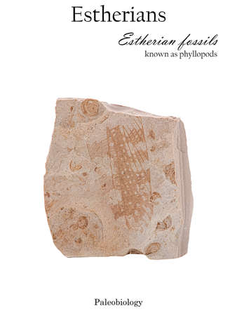 Imprint interspersed with fossilized mollusk shells and wing of an ancient insect in stone isolated side viewの写真素材