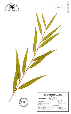 Dried stylized herbarium twigs willow tree isolatedの写真素材