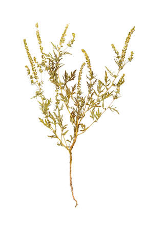 Dried herbarium weed allergen ragweed or ambrosia plant branch with flowers and leaves isolatedの写真素材