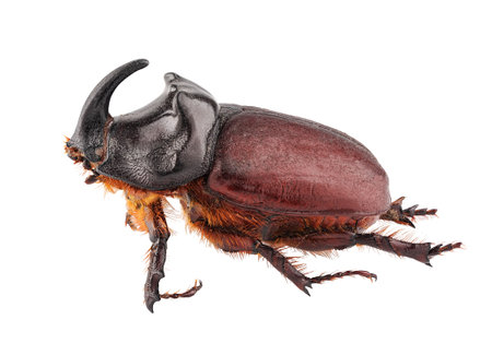 Insect European rhinoceros beetle isolated. side viewの写真素材