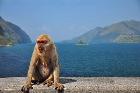 Monkey  Macaque rhesus  sitting on the damの写真素材