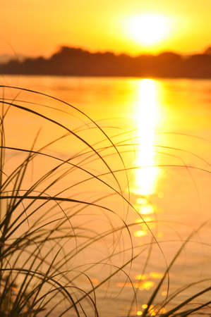 sunset on river with narrow leaves foregroundの写真素材
