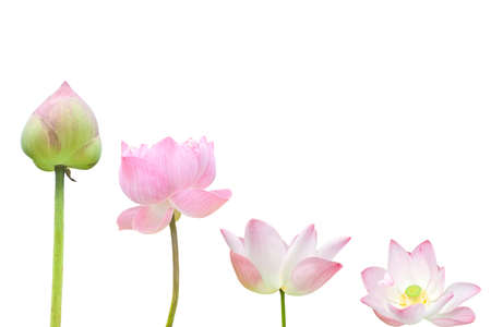  Isolate pink water lily flower (lotus) の写真素材