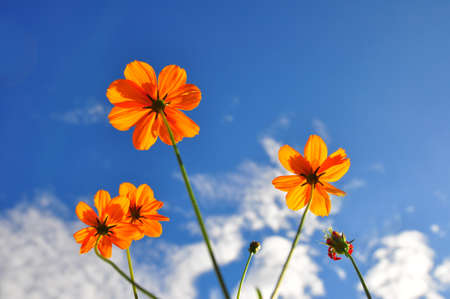 Orange Cosmos flower and blue sky の写真素材