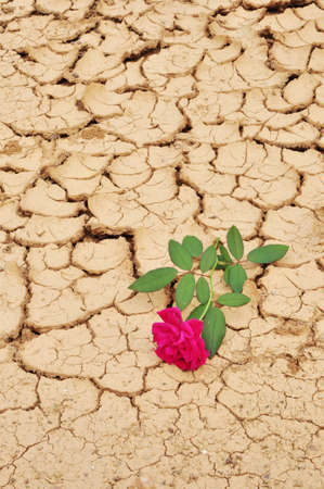 Red rose on cracked groundの写真素材