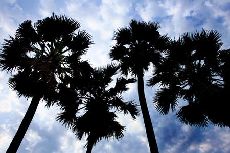 silhouette of sugar palm treeの写真素材